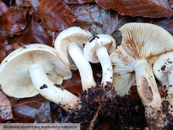 Pholiota elegans
