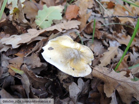 Tricholoma sejunctum