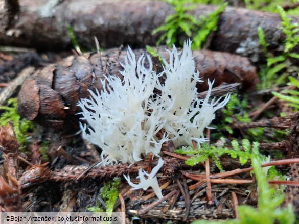 Clavulina coralloides