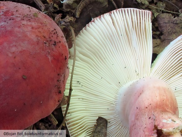 Russula amoenicolor