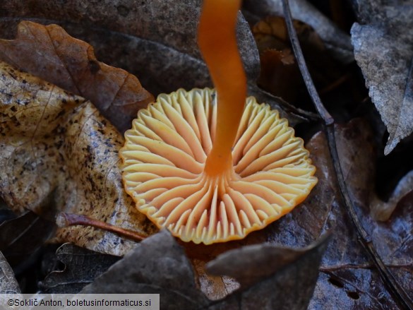 Hygrocybe mucronella