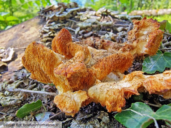 Hericium cirrhatum