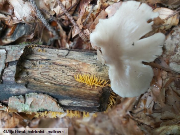 Calocera cornea