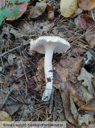 Hygrophorus nemoreus