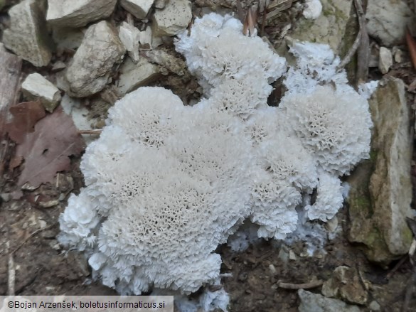 Oxyporus latemarginatus