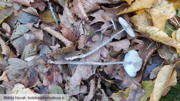 Mycena polygramma