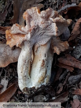 Cantharellus ianthinoxanthus