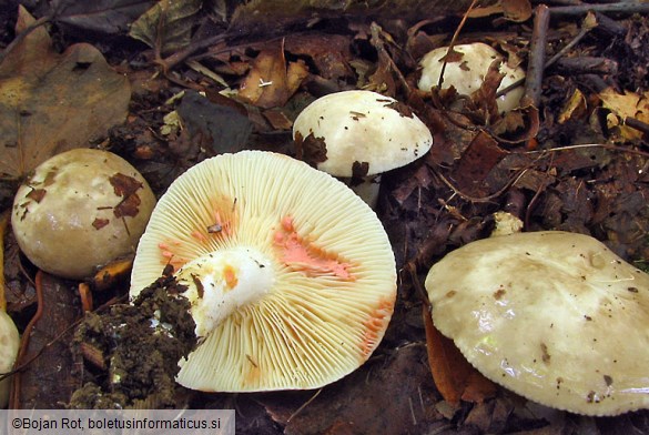 Lactarius acris