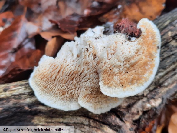 Spongipellis pachyodon