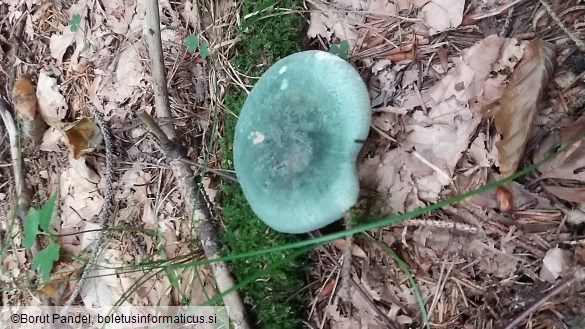 Russula virescens