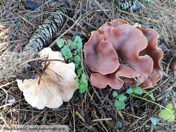 Clitocybe flaccida