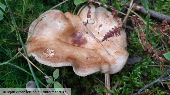 Paxillus involutus