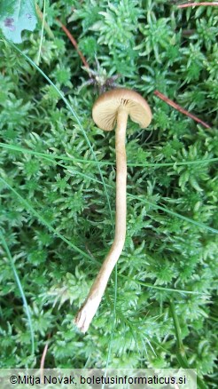 Cortinarius chrysolitus