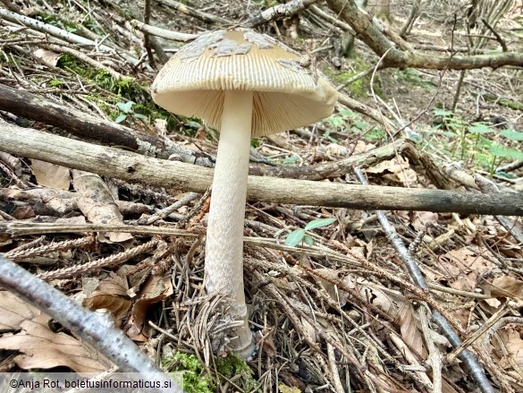 Amanita ceciliae