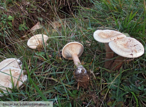 Infundibulicybe geotropa