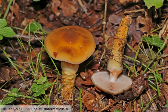 Cortinarius trivialis