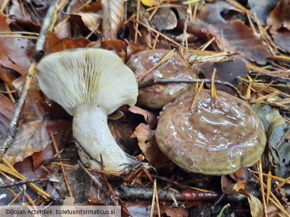 Lactarius blennius