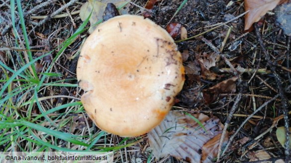 Lactarius salmonicolor