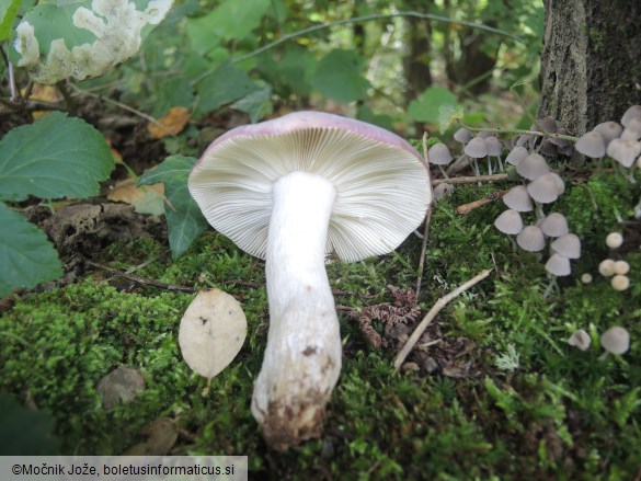 Russula atropurpurea