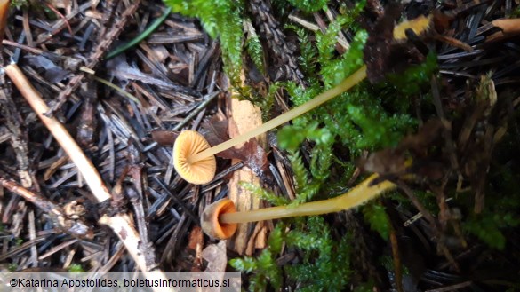 Mycena aurantiomarginata