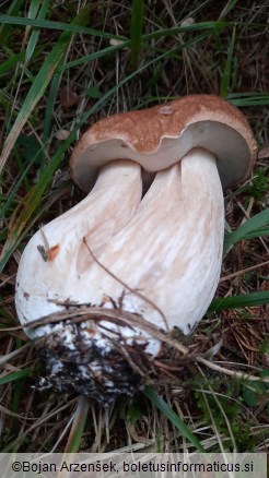 Boletus edulis