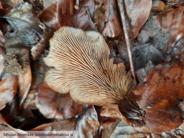 Lentinellus cochleatus