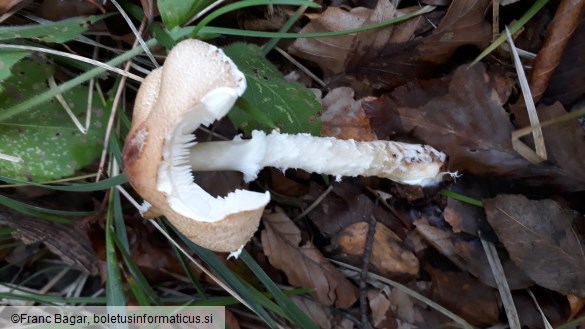 Lepiota clypeolaria