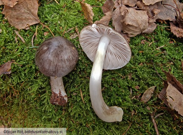Pluteus pouzarianus