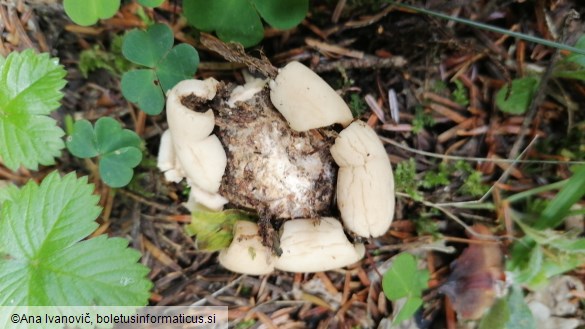 Geastrum triplex