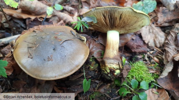 Cortinarius atrovirens