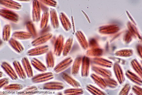 Ophiognomonia setacea