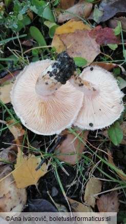 Lactarius pubescens