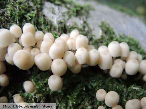 Coprinellus disseminatus