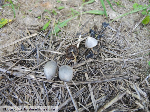 Psathyrella potteri