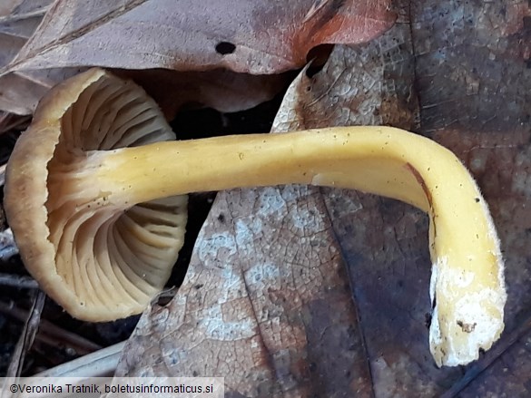 Craterellus tubaeformis