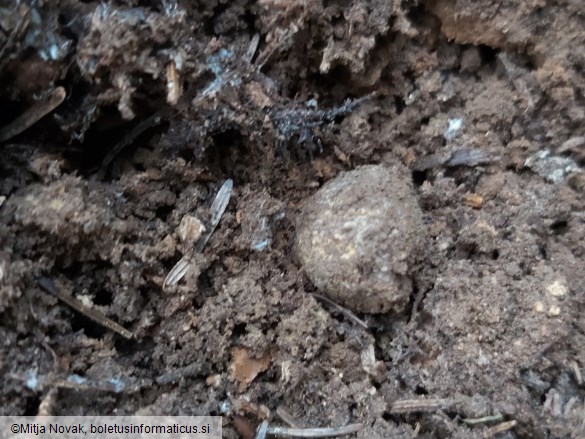 Elaphomyces granulatus