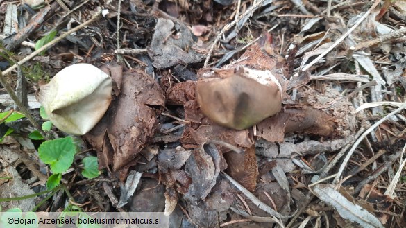 Geastrum triplex