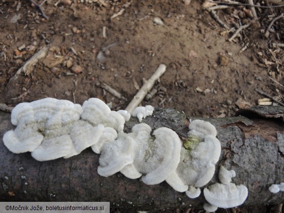 Trametes hirsuta
