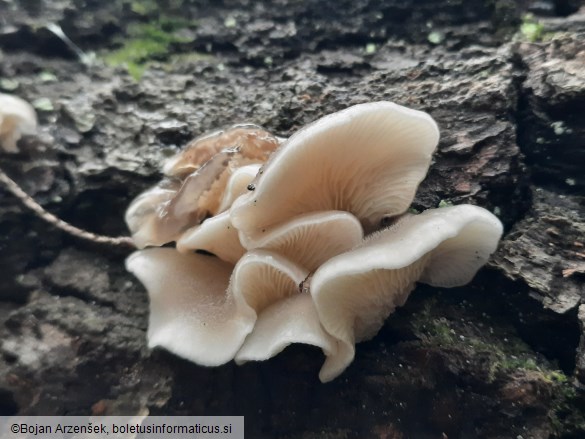 Hohenbuehelia atrocoerulea