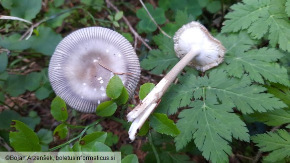 Amanita battarrae