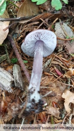 Mycena pura