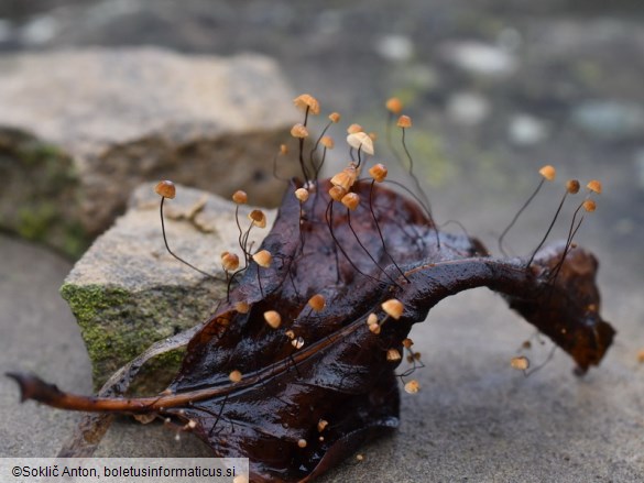 Cryptomarasmius corbariensis