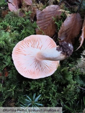 Hygrophorus pudorinus