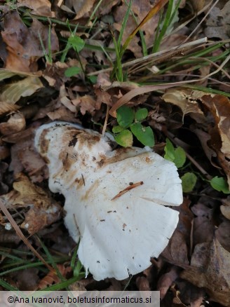 Tricholoma columbetta