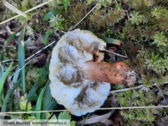 Gyroporus castaneus