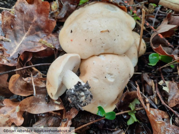 Calocybe gambosa