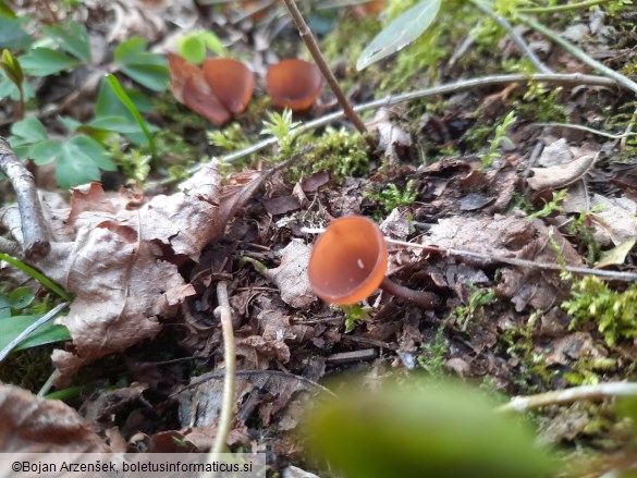 Dumontinia tuberosa