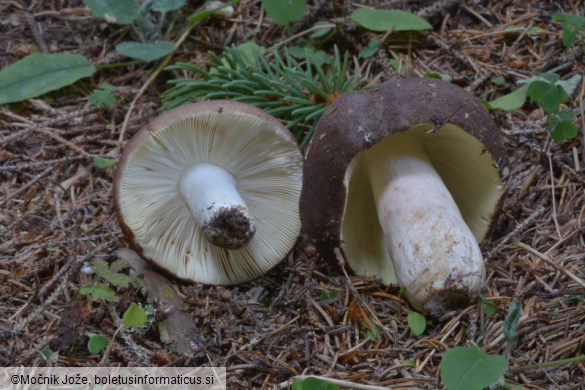 Russula integra