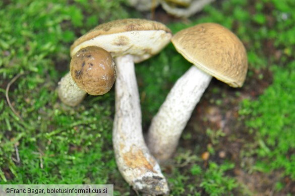 Leccinum pseudoscabrum