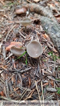 Helvella macropus